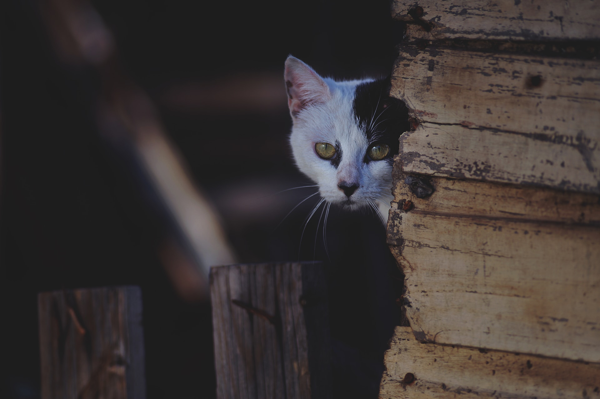 [zdjęcie] skradający się kot