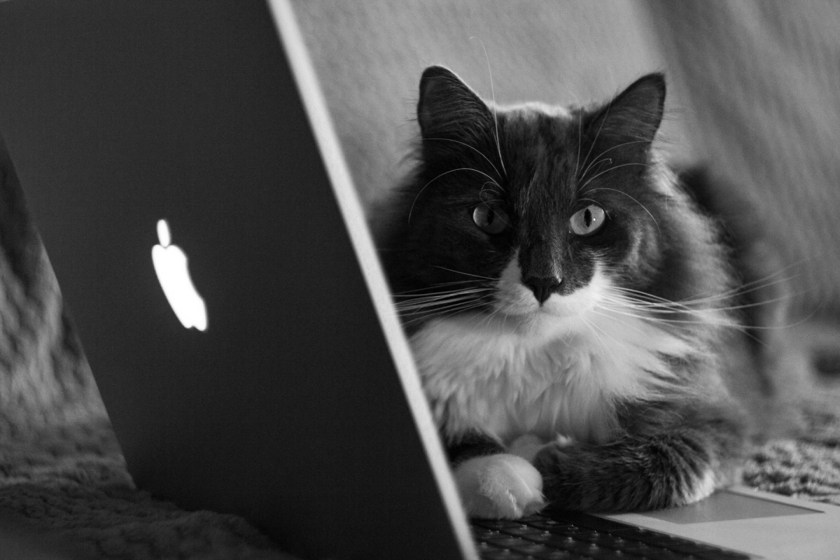czarno-białe zdjęcie kota leżącego na klawiaturze laptopa